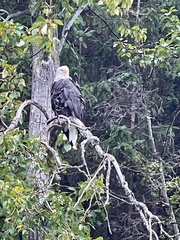 Haliaeetus