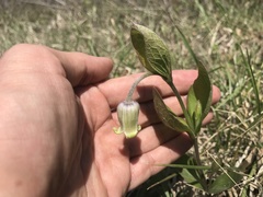 Clematis ochroleuca