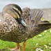 Pacific Black Duck × Mallard - Photo (c) Giverny, some rights reserved (CC BY-NC), uploaded by Giverny