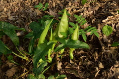 Arum italicum