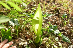 Arum italicum