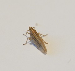 Stenocranus major