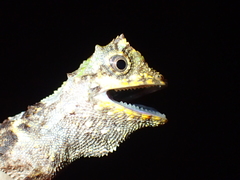 Phoxophrys tuberculata