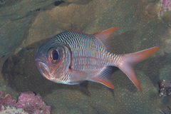 Myripristis violacea