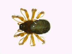 Trichoncus helveticus