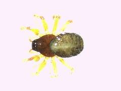 Trichoncus helveticus