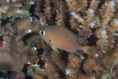 Pycnochromis atripes