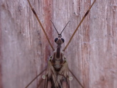 Dicranomyia marmorata