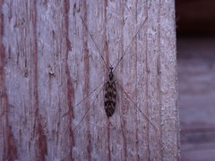 Dicranomyia marmorata