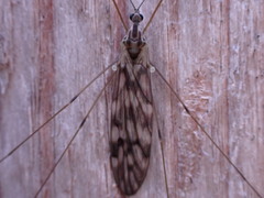 Dicranomyia marmorata