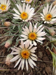 Townsendia florifera