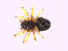 Trichoncus helveticus