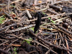 Geoglossum umbratile