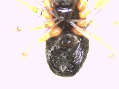 Trichoncus helveticus