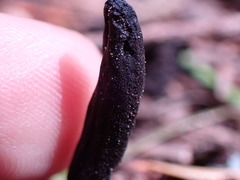 Geoglossum umbratile