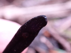 Geoglossum umbratile