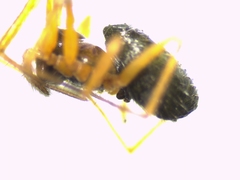 Trichoncus helveticus