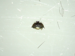 Trichoncus helveticus