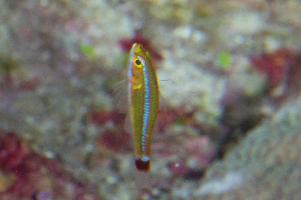 Mary's Pygmygoby