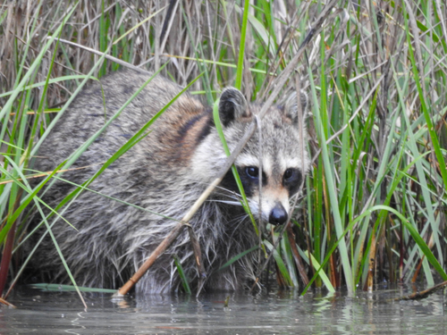 Raccoon