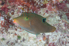 Canthigaster papua