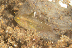 Ostorhinchus hoevenii