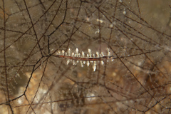 Eubranchus putnami