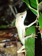 Aphaniotis acutirostris