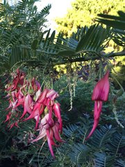 Clianthus puniceus