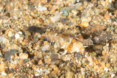 Dactylopus kuiteri