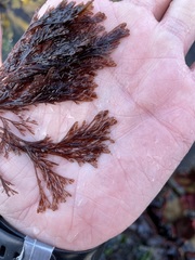 Microcladia borealis