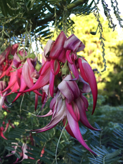 Clianthus puniceus