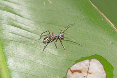 Myrmecium