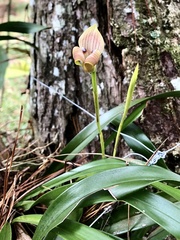 Maxillaria egertoniana