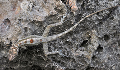 Anolis lucius