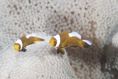 Amphiprion polymnus
