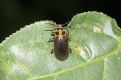 Cacoscelis marginata