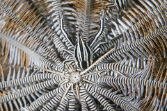 Allogalathea elegans