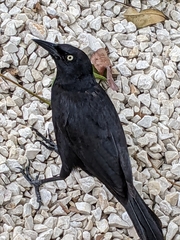Quiscalus niger