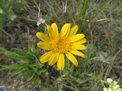 Arnica fulgens
