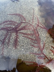 Cumathamnion decipiens