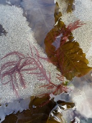 Cumathamnion decipiens