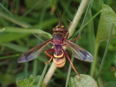 Conops vesicularis