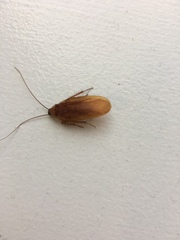 Parcoblatta virginica
