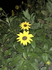 Helianthus debilis image