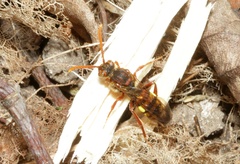 Nomada flava