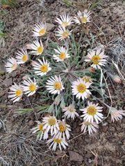 Townsendia florifera