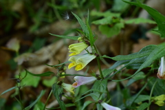Melampyrum pratense