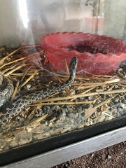 Crotalus polystictus