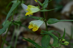Melampyrum pratense